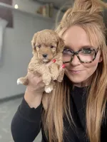 F1b Toy Female 4 Tiny Maples, a female Goldendoodle for sale in Denton, TX – Photo 5 of 6