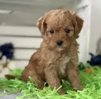 F1b Toy Female 4 Tiny Maples, a female Goldendoodle for sale in Denton, TX – Photo 3 of 6