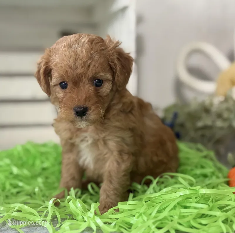 F1b Toy Female 4 Tiny Maples – Goldendoodle puppy for sale in Denton, TX