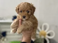 F1b Toy Female 4 Tiny Maples, a female Goldendoodle for sale in Denton, TX – Photo 4 of 6