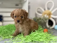 F1b Toy Female 4 Tiny Maples, a female Goldendoodle for sale in Denton, TX – Photo 6 of 6