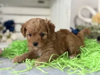 F1b Toy Female 4 Tiny Maples, a female Goldendoodle for sale in Denton, TX – Photo 2 of 6