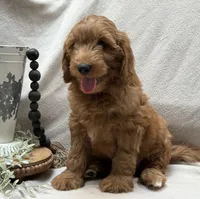 Mini Male 4 ChooChoo, a male Goldendoodle and Miniature Goldendoodle for sale in Denton, TX – 5 of 6