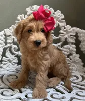 Mini Female 2 Rose, a female Goldendoodle and Miniature Goldendoodle for sale in Denton, TX – 4 of 7