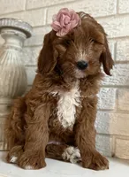 Mini Female 4- Lil, a female Miniature Goldendoodle for sale in Denton, TX – 3 of 5
