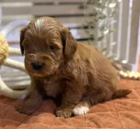 Mini Female 3- Riz, a female Goldendoodle for sale in Denton, TX – 5 of 6