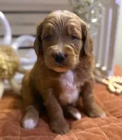 Mini Female 2- Gigi, a female Goldendoodle for sale in Denton, TX – 3 of 6