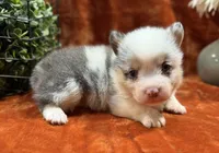Female 1- Blue Eyed Trixie, a female Pembroke Welsh Corgi for sale in Denton, TX – 5 of 7