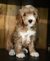 F1b Micro Male 4 -Teddy, a male Goldendoodle for sale in Denton, TX – Photo 4 of 10