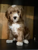 F1b Micro Male 4 -Teddy, a male Goldendoodle for sale in Denton, TX – Photo 2 of 10