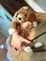 F1b Micro Male 4 -Teddy, a male Goldendoodle for sale in Denton, TX – Photo 7 of 10