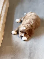 F1b Micro Male 4 -Teddy, a male Goldendoodle for sale in Denton, TX – Photo 8 of 10