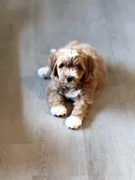 F1b Micro Male 4 -Teddy, a male Goldendoodle for sale in Denton, TX – Photo 9 of 10