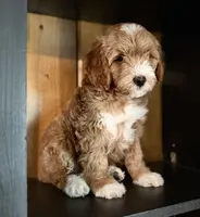 F1b Micro Male 4 -Teddy, a male Goldendoodle for sale in Denton, TX – Photo 3 of 10