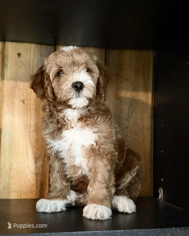 F1b Micro Male 4 -Teddy – Goldendoodle puppy for sale in Denton, TX