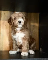 F1b Micro Male 4 -Teddy, a male Goldendoodle for sale in Denton, TX – Photo 1 of 10