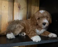 F1b Micro Male 4 -Teddy, a male Goldendoodle for sale in Denton, TX – Photo 10 of 10