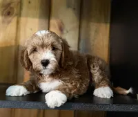 F1b Micro Male 4 -Teddy, a male Goldendoodle for sale in Denton, TX – Photo 5 of 10