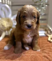 Mini Female 2- Gigi, a female Miniature Goldendoodle for sale in Denton, TX – 6 of 6