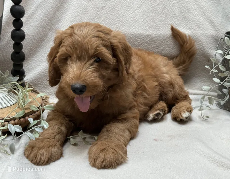 Mini Male 4 ChooChoo – Goldendoodle, Miniature Goldendoodle puppy for sale in Denton, TX
