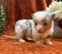 Female 3- Blue Eyed Sage, a female Pembroke Welsh Corgi for sale in Denton, TX – 5 of 6