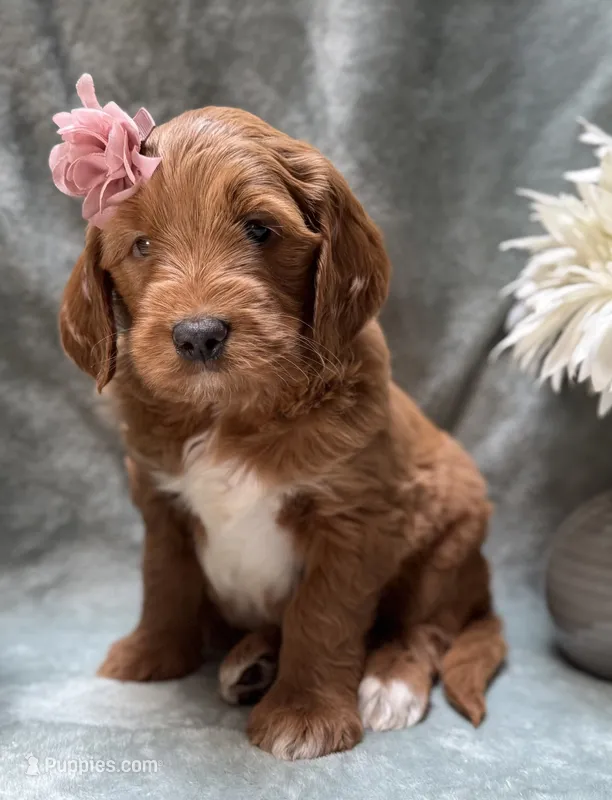 Mini Female 6- Birtha – Miniature Goldendoodle puppy for sale in Denton, TX