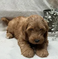 Mini Male 4 ChooChoo, a male Goldendoodle and Miniature Goldendoodle for sale in Denton, TX – 3 of 6
