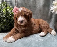 Mini Female 5- Barbara Jean, a female Miniature Goldendoodle for sale in Denton, TX – 6 of 6