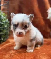Female 2- Blue Eyed Gwen, a female Pembroke Welsh Corgi for sale in Denton, TX – 1 of 7