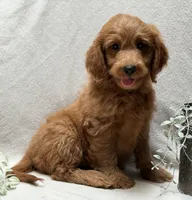F1b Micro Mini Male 4, a male Goldendoodle and Miniature Goldendoodle for sale in Denton, TX – 4 of 5