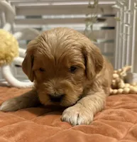 Mini Male 1- Georgie, a male Miniature Goldendoodle for sale in Denton, TX – 3 of 7