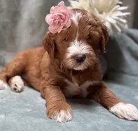 Mini Female 5- Barbara Jean, a female Miniature Goldendoodle for sale in Denton, TX – 5 of 6