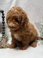 F1b Micro Mini Male 2, a male Goldendoodle and Miniature Goldendoodle for sale in Denton, TX – 4 of 5