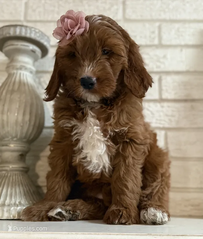 Mini Female 4- Lil – Miniature Goldendoodle puppy for sale in Denton, TX