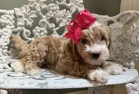 Mini Female 1 Georgia, a female Goldendoodle and Miniature Goldendoodle for sale in Denton, TX – 6 of 6