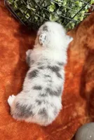 Female 3- Blue Eyed Sage, a female Pembroke Welsh Corgi for sale in Denton, TX – 6 of 6