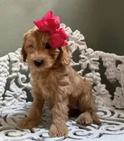 Mini Female 2 Rose, a female Goldendoodle and Miniature Goldendoodle for sale in Denton, TX – 6 of 7