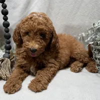 F1b Micro Mini Male 2, a male Goldendoodle and Miniature Goldendoodle for sale in Denton, TX – 3 of 5