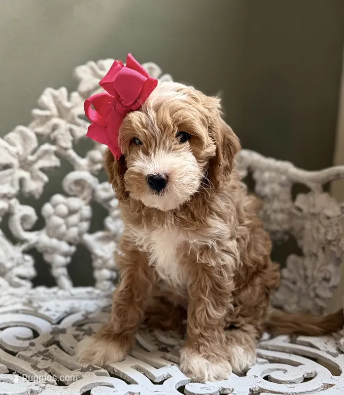 Mini Female 1 Georgia – Goldendoodle, Miniature Goldendoodle puppy for sale in Denton, TX