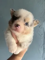 Female 2- Blue Eyed Gwen, a female Pembroke Welsh Corgi for sale in Denton, TX – 6 of 7