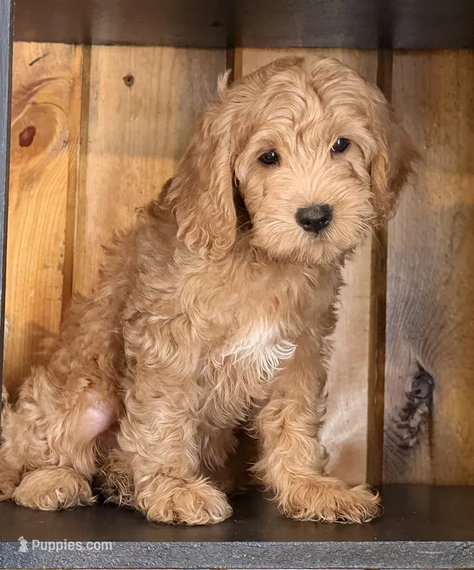 Mini Male 1 Maverick  – Goldendoodle, Miniature Goldendoodle puppy for sale in Denton, TX