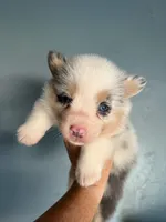 Female 1- Blue Eyed Trixie, a female Pembroke Welsh Corgi for sale in Denton, TX – 7 of 7