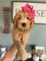 Mini Female 2 Rose, a female Goldendoodle and Miniature Goldendoodle for sale in Denton, TX – 3 of 7