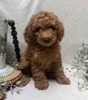 F1b Micro Mini Male 1, a male Goldendoodle and Miniature Goldendoodle for sale in Denton, TX – 2 of 5