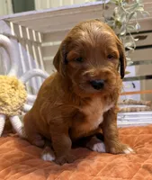 Mini Female 6- Birtha, a female Goldendoodle for sale in Denton, TX – 5 of 7