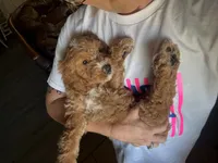 Mini Male 2 Dallas, a male Goldendoodle and Miniature Goldendoodle for sale in Denton, TX – 6 of 6