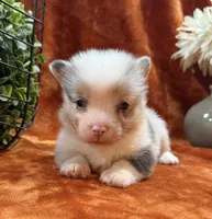 Female 3- Blue Eyed Sage, a female Pembroke Welsh Corgi for sale in Denton, TX – 3 of 6