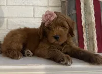 Mini Female 1- Roxanne , a female Miniature Goldendoodle for sale in Denton, TX – 4 of 7