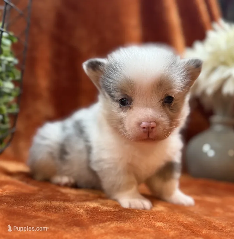 Female 3- Blue Eyed Sage – Pembroke Welsh Corgi puppy for sale in Denton, TX