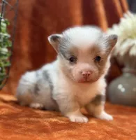 Female 3- Blue Eyed Sage, a female Pembroke Welsh Corgi for sale in Denton, TX – 1 of 6